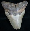 Bargain Megalodon Tooth - North Carolina #11023-1